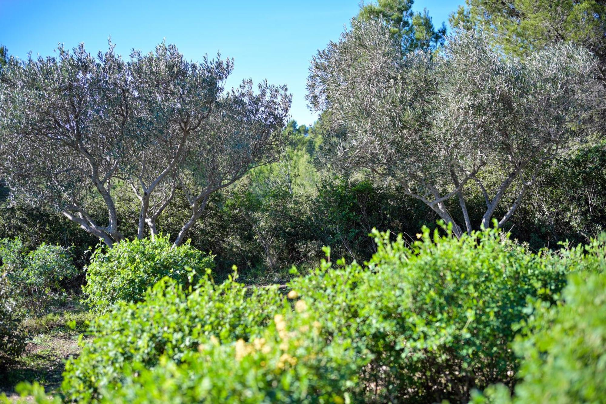Les Garrigues De La Vallee Des Baux Paradou Eksteriør billede